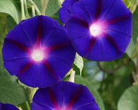 dunkel Blau Kapuzinerkresse Blumensamen Garten Anzucht Traditionssorte & ohne Gentechnik Samen Hausgarten