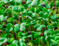 Weisse Ruebe Microgreens Samen