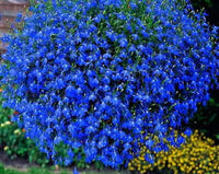 Aubrieta Blau Stein Cress Blumensamen zur Aussaat – pflegeleicht – Traditionssorte & ohne Gentechnik Samen Hausgarten