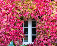 Multi-Colored Boston Ivy Blumensamen zur Aussaat – robust Sorte – Traditionssorte & ohne Gentechnik Samen Hausgarten