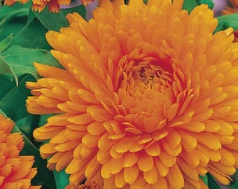 hell Orange Callistephus Blumensamen zur Aussaat farbenfroh Schau Traditionssorte & ohne Gentechnik Samen Hausgarten