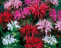 Gemischt Monarda Didyma Blumensamen zur Aussaat – Wildblume Mischung – Traditionssorte & ohne Gentechnik Samen Hausgarten