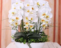 Creme Eggs klein Orchidee Blumensamen zur Aussaat – Anzucht – Traditionssorte & ohne Gentechnik Samen Hausgarten
