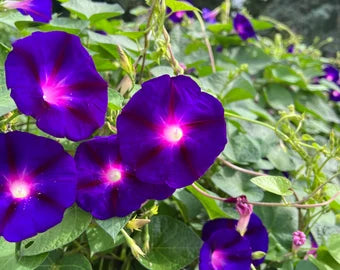 dunkel Blau Kapuzinerkresse Blumensamen Garten Anzucht Traditionssorte & ohne Gentechnik Samen Hausgarten