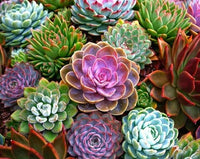 Rainbow Succulent Blumensamen zur Aussaat duftend Blüten Traditionssorte & ohne Gentechnik Samen Hausgarten
