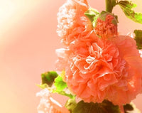 Double orange hollyhock alcea rosea for anpflanzung in blume bed