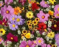 Gemischt Cascade Blumensamen zur Aussaat – leuchtend – Traditionssorte & ohne Gentechnik Samen Hausgarten
