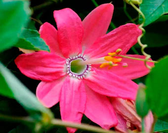 Rosa Mollissima Blumensamen zur Aussaat – hochwertige Qualitäts- – Traditionssorte & ohne Gentechnik Samen Hausgarten