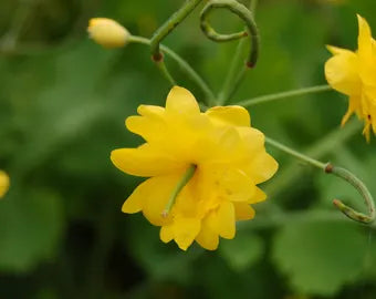 Celidonia Blumensamen zur Aussaat pflegeleicht Traditionssorte & ohne Gentechnik Samen Hausgarten