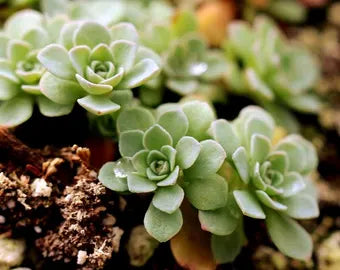 Grün Cliff Stonecrop Blumensamen zur Aussaat – Anzucht – Traditionssorte & ohne Gentechnik Samen Hausgarten