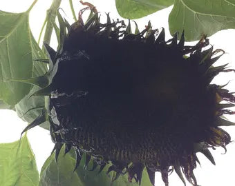 Schwarz riesig Sonnenblume Samen zur Aussaat duftend Blüten Traditionssorte & ohne Gentechnik Samen Hausgarten