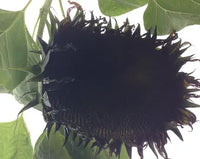 Schwarz riesig Sonnenblume Samen zur Aussaat duftend Blüten Traditionssorte & ohne Gentechnik Samen Hausgarten