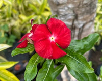 Rot Immergrün Blumensamen zur Aussaat – leuchtend – Traditionssorte & ohne Gentechnik Samen Hausgarten