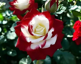 Gemischt Osiria Rose Blumensamen zur Aussaat Landhaus Garten wichtig Traditionssorte & ohne Gentechnik Samen Hausgarten