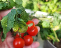 Birdie Rouge Tomate Samen zum Pflanzen  High-Quality Traditionell Tomate Samen