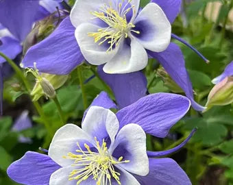 hell Blau Rosa Akelei Blumensamen zur Aussaat kompakt Wuchs Traditionssorte & ohne Gentechnik Samen Hausgarten