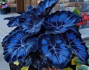 dunkel Blau Caladium Blumensamen zur Aussaat – farbenfroh Schau – Traditionssorte & ohne Gentechnik Samen Hausgarten