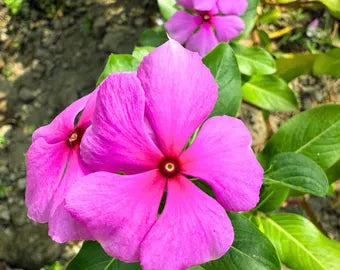 Immergrün Mischung Samen zur Aussaat farbenfroh einjährig Blüten für Ihren Garten