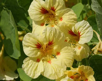 Gelb Tropaeolum Majus Blumensamen zur Aussaat Attractive Blumen Traditionssorte & ohne Gentechnik Samen Hausgarten