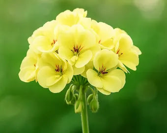 Gelb Geranie Pelargonium Blumensamen zur Aussaat Landhaus Garten wichtig Traditionssorte & ohne Gentechnik Samen Hausgarten