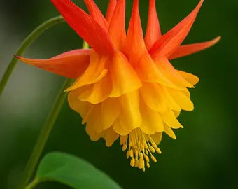 Orange Columbine Blumensamen zur Aussaat sonnenliebend Traditionssorte & ohne Gentechnik Samen Hausgarten