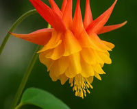 Orange Columbine Blumensamen zur Aussaat sonnenliebend Traditionssorte & ohne Gentechnik Samen Hausgarten