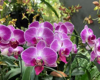 dunkel Rosa Schmetterlingsorchidee Orchidee Blumensamen Blumensamen zur Aussaat Anzucht Traditionssorte & ohne Gentechnik Samen Hausgarten