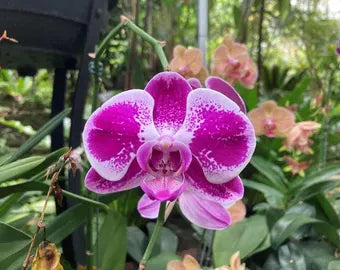 dunkel Rosa Schmetterlingsorchidee Orchidee Blumensamen Blumensamen zur Aussaat Anzucht Traditionssorte & ohne Gentechnik Samen Hausgarten
