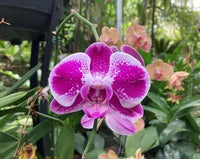 dunkel Rosa Schmetterlingsorchidee Orchidee Blumensamen Blumensamen zur Aussaat Anzucht Traditionssorte & ohne Gentechnik Samen Hausgarten