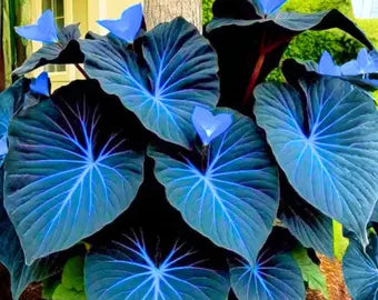 dunkel Blau Caladium Blumensamen zur Aussaat – farbenfroh Schau – Traditionssorte & ohne Gentechnik Samen Hausgarten