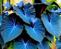 dunkel Blau Caladium Blumensamen zur Aussaat – farbenfroh Schau – Traditionssorte & ohne Gentechnik Samen Hausgarten
