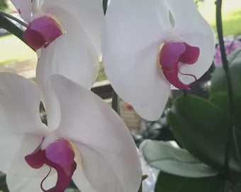 Weiß Rosa Schmetterlingsorchidee Orchidee Samen zur Aussaat farbenfroh Schau Traditionssorte & ohne Gentechnik Samen Hausgarten