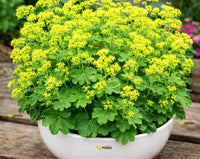 alchemilla mollis ladys mantle samen für pflanzung