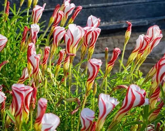 Rot Weiß Sauerklee Blumensamen zur Aussaat – Schnitt Blume beliebt Traditionssorte & ohne Gentechnik Samen Hausgarten