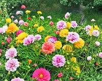 mehrfarbig Moss Rose Blumensamen zur Aussaat – duftend Blüten – Traditionssorte & ohne Gentechnik Samen Hausgarten