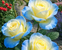 Gelb Himmelblau Rose Blumensamen zur Aussaat ohne Gentechnik Traditionssorte Garten Samen Growing leuchtend