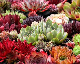 Kastanienrot Jovibarba Blumensamen zur Aussaat – kompakt Wuchs – Traditionssorte & ohne Gentechnik Samen Hausgarten