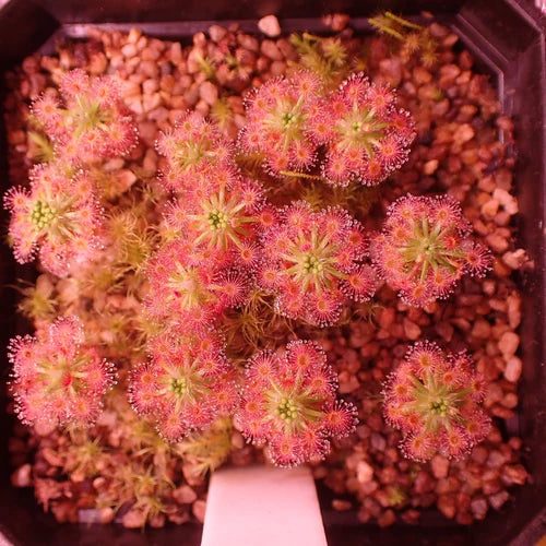 Rosa Drosera Sundew Blumensamen zur Aussaat – leuchtend Blüten – Traditionssorte & ohne Gentechnik Samen Hausgarten