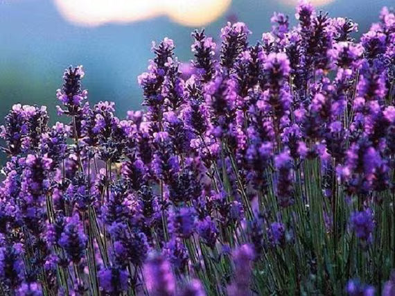 Lavendel Blau Blumensamen zur Aussaat – leuchtend – Traditionssorte & ohne Gentechnik Samen Hausgarten