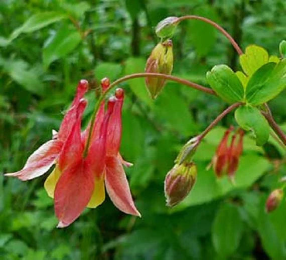 Rot Grün Akelei Blumensamen zur Aussaat kompakt Wuchs Traditionssorte & ohne Gentechnik Samen Hausgarten