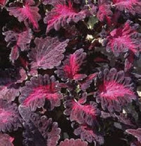 Schwarz Rot Buntnessel Blumensamen zur Aussaat saisonal Dauerblüher Traditionssorte & ohne Gentechnik Samen Hausgarten