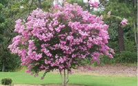 Rosa Crape Myrtle Blumensamen zur Aussaat – Garten beliebt – Traditionssorte & ohne Gentechnik Samen Hausgarten