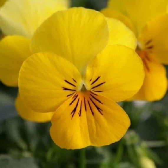 Velour Blumensamen zur Aussaat Garten beliebt Traditionssorte & ohne Gentechnik Samen Hausgarten