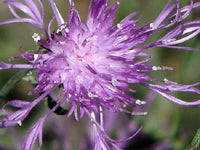 Violett Queen Cleome Samen zur Aussaat Blume Beet