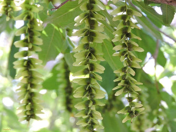 Pterocarya stenoptera blume samen for anpflanzung - bright blooms, heirloom & gmo free samen for home garten
 
 sale samen for anpflanzung in home garten
