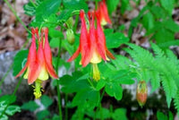 Rot Grün Akelei Blumensamen zur Aussaat kompakt Wuchs Traditionssorte & ohne Gentechnik Samen Hausgarten