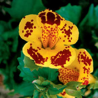 Mimulus Blumensamen zur Aussaat sonnenliebend Traditionssorte & ohne Gentechnik Samen Hausgarten