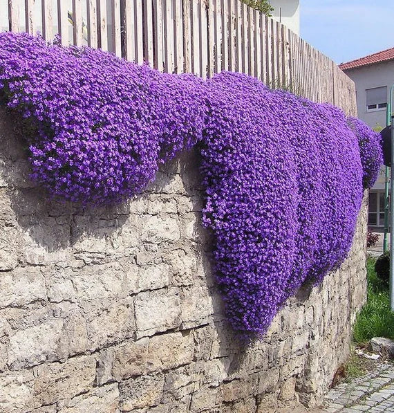 Semi di fiori viola di Aubrieta da seminare – tolleranti alla mezz’ombra – varietà tradizionale e senza OGM, semi per il giardino domestico