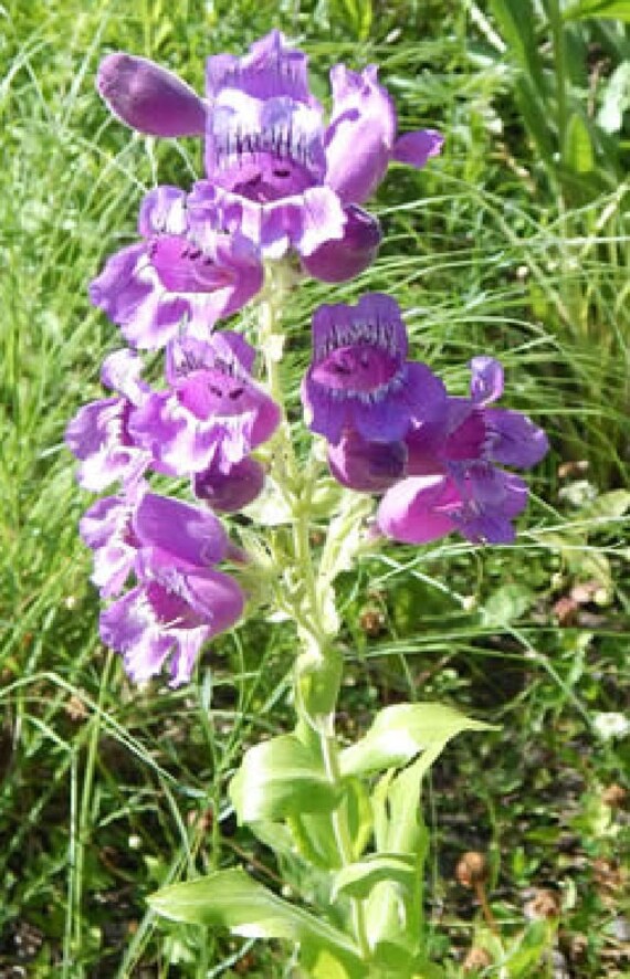Violett Penstemon Blumensamen zur Aussaat – robust Sorte – Traditionssorte & ohne Gentechnik Samen Hausgarten