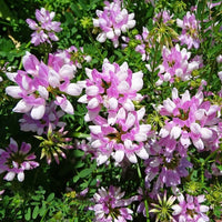 hell Rosa Wicke Blumensamen zur Aussaat Bestäuber freundlich Traditionssorte & ohne Gentechnik Samen Hausgarten